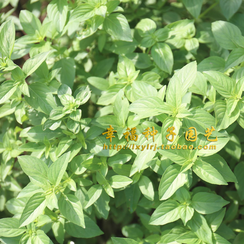 潮汕九层塔种子金不换香菜仔鱼生菜光明子鱼香草蔬菜种子