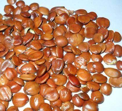 生枣2斤起包滇枣理枣仁枣酸枣中药材500g酸枣仁