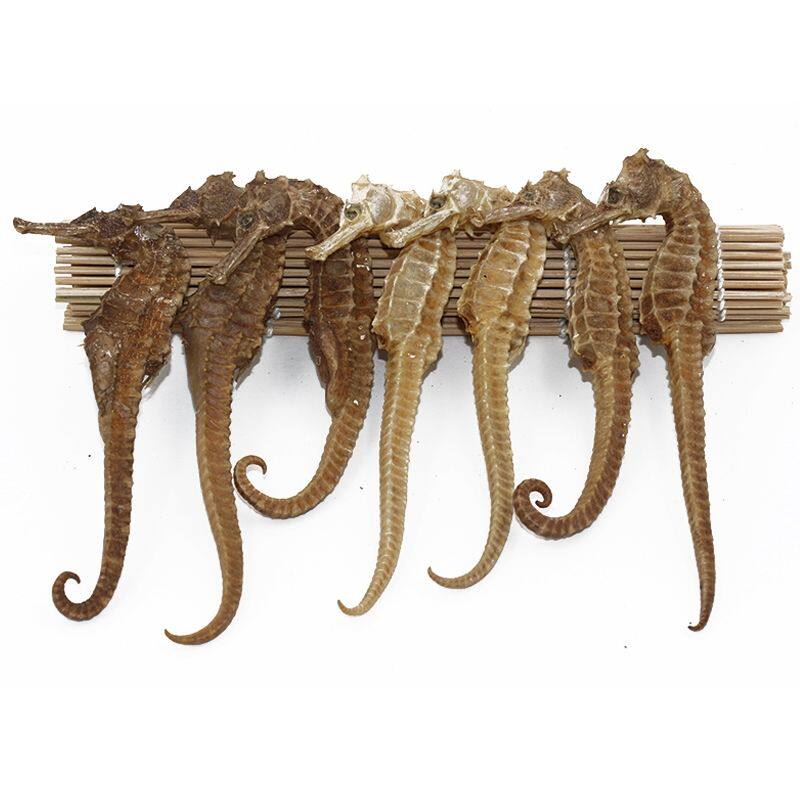 海马干 泡酒料 海马干货 三斑海马 中药材供应 10g克90元包邮