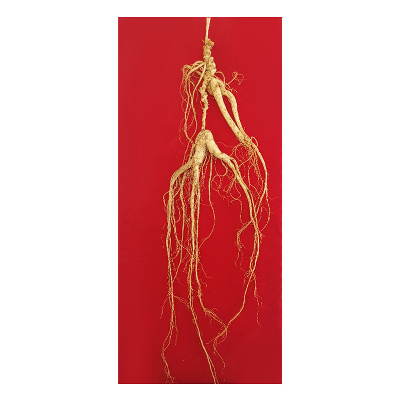 阳参特大野山稀有精参单支重量40克以上灵参山参