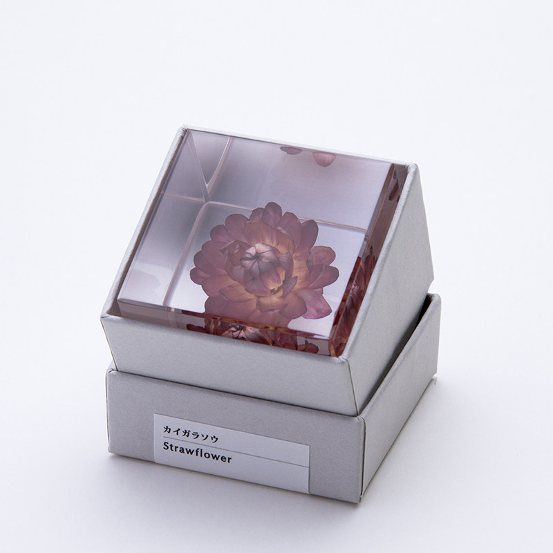 礼物日本原装进口solacube永生花4cm桌面摆件女朋友摆件