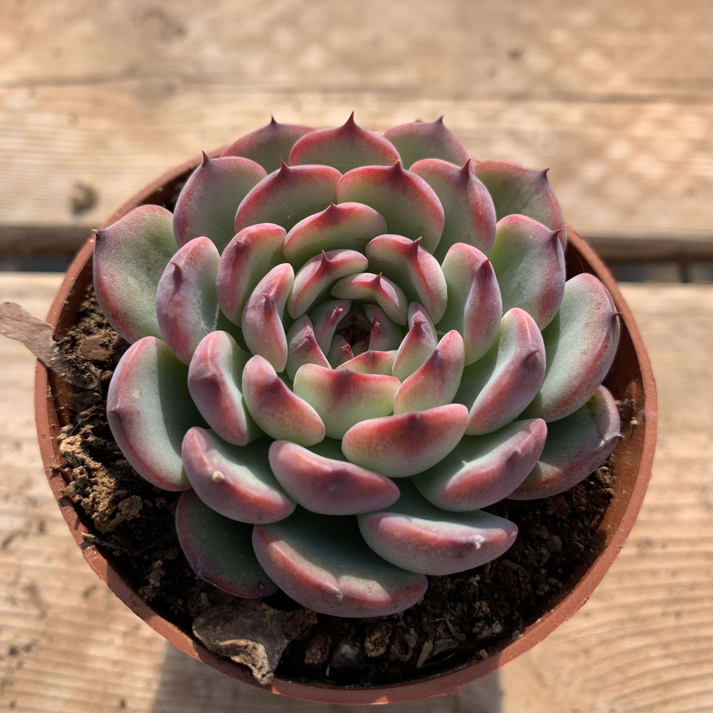 马赛尔赛尔多肉植物一物一拍8cm对比多肉植物