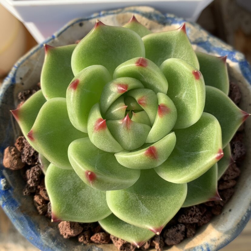 蓝龙超级多肉植物韩版一物一拍8cm盆口多肉植物