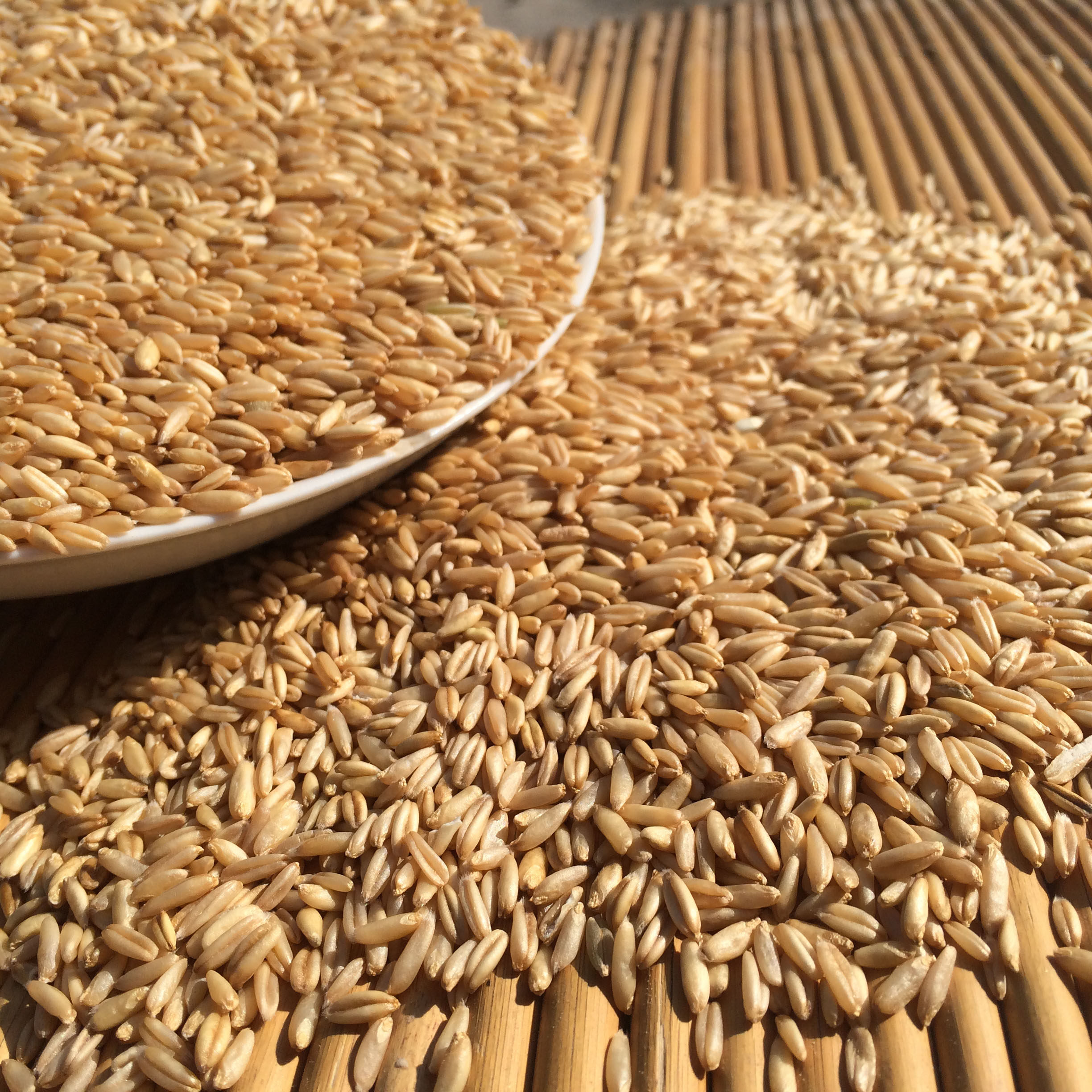 燕麦麦米太行山农家自产粗粮新货麦粒500g其它粮食