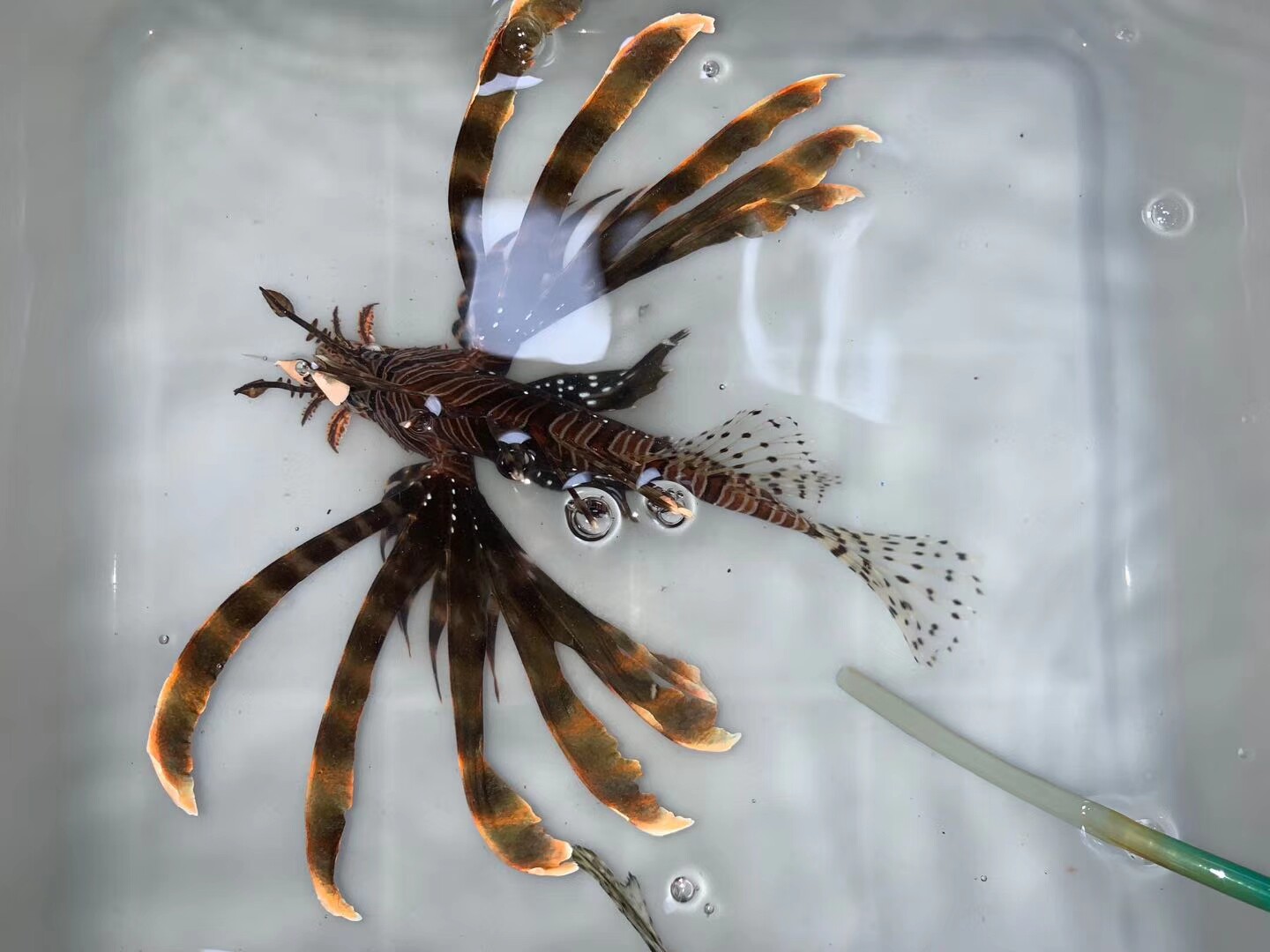 狮子鱼长刺白针狮子短须长须海水观赏鱼海生物鱼