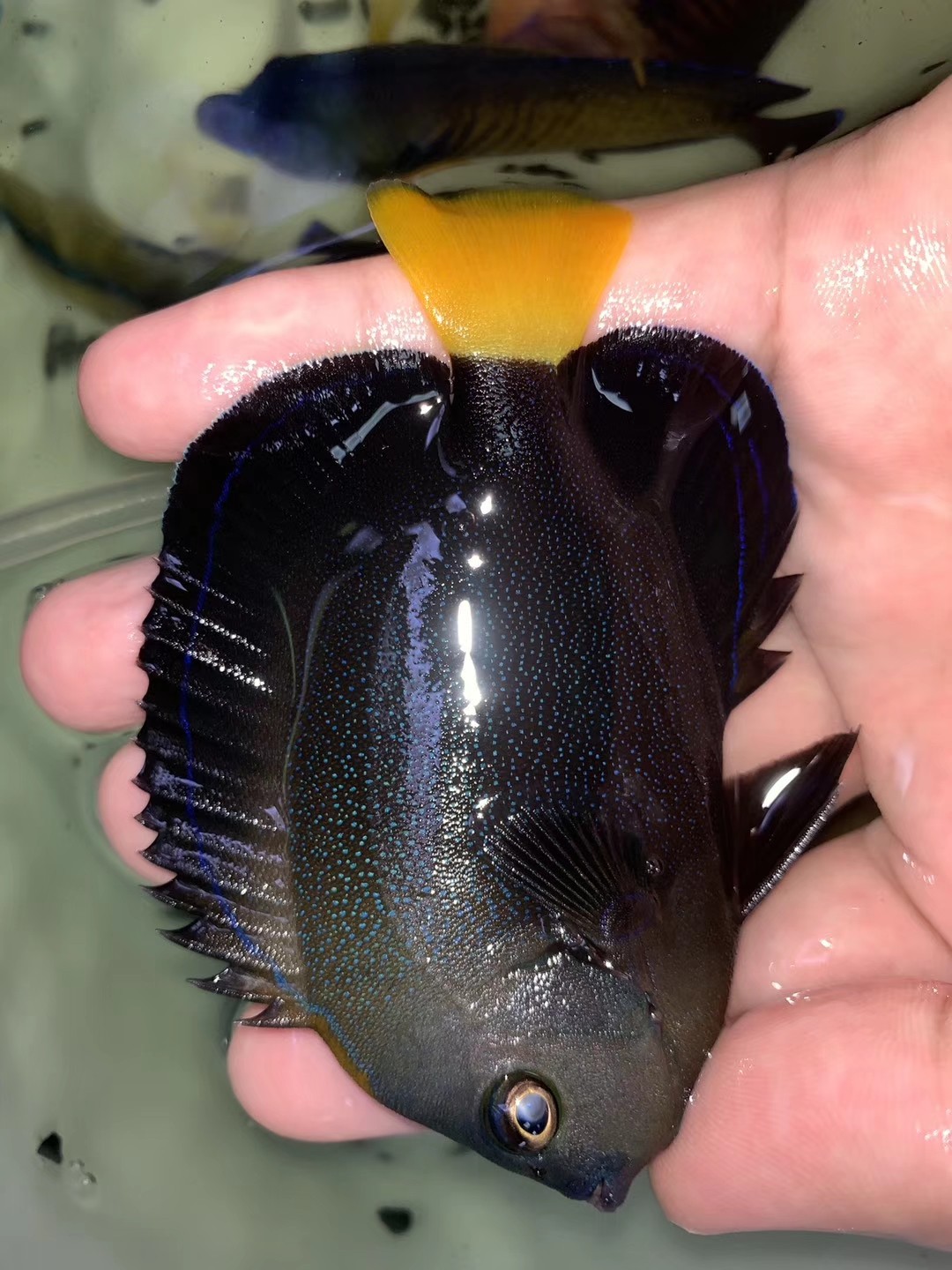 印尼活体珊瑚鱼黄尾黑宝马海水鱼海生物观赏鱼咸水鱼