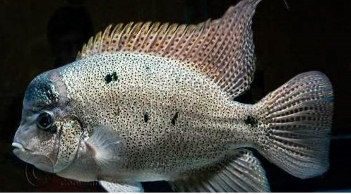 美洲慈鲷鱼银翡翠小鱼活体鱼苗观赏鱼易活热带鱼鱼