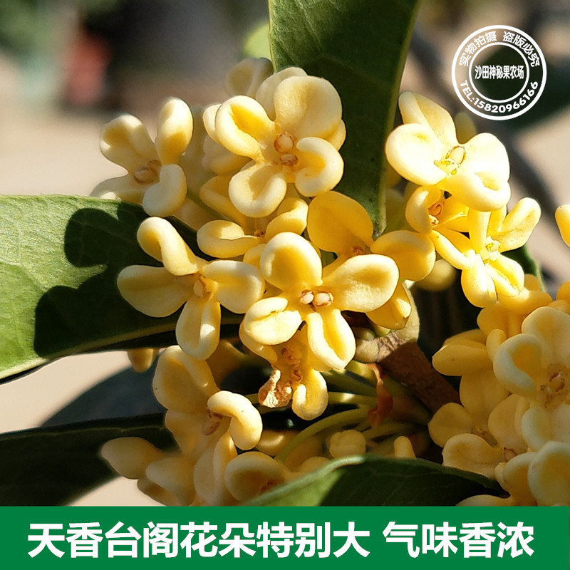 天香台阁桂花苗黄色花香浓黄金桂树苗阳台围院盆景室内外种地种盆
