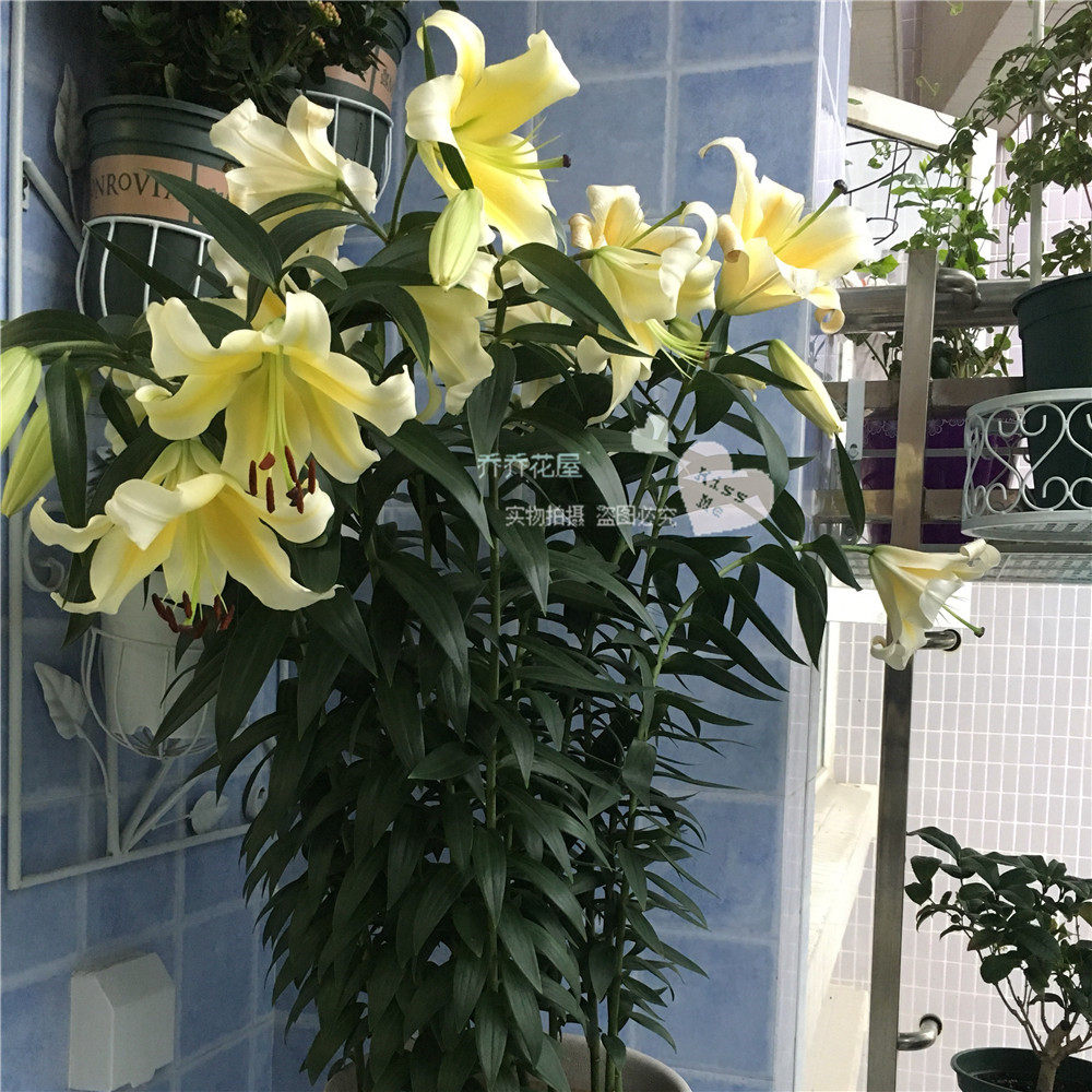 乔乔花屋荷兰进口香水百合花种ot系列耐热木门种球