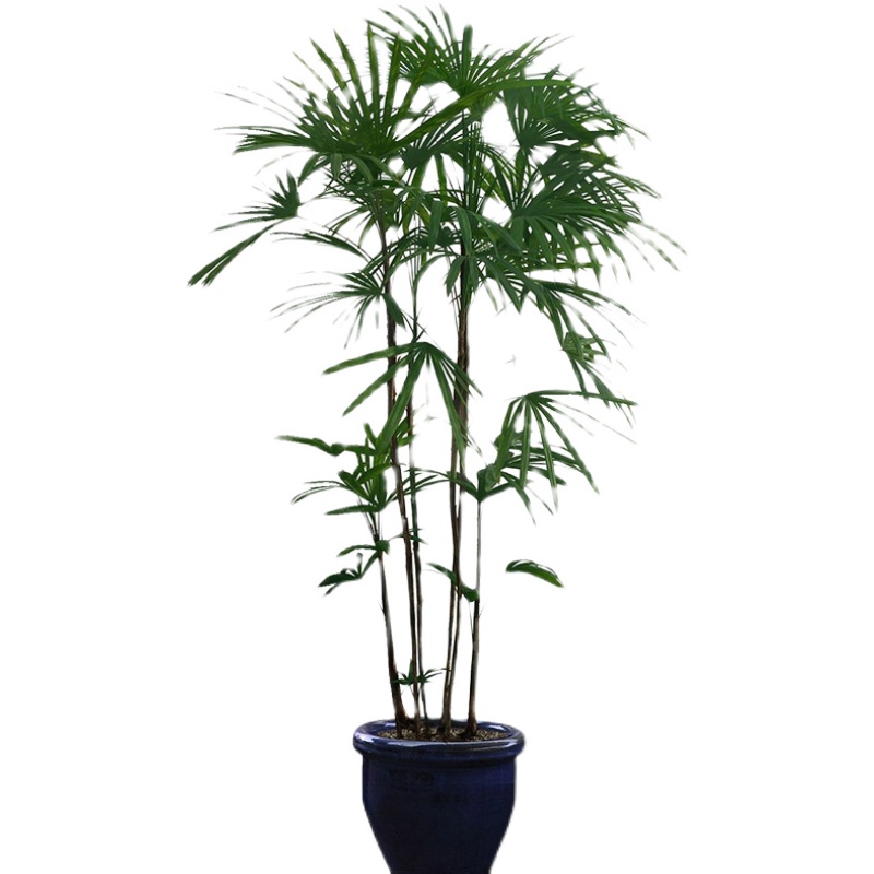 细叶金山小叶棕竹绿植净化空气植物盆栽室内耐荫绿植