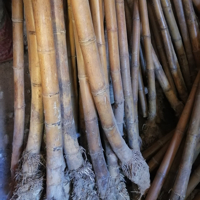 石竹福建台湾桂竹多年干料调直箫材箫料不易箫