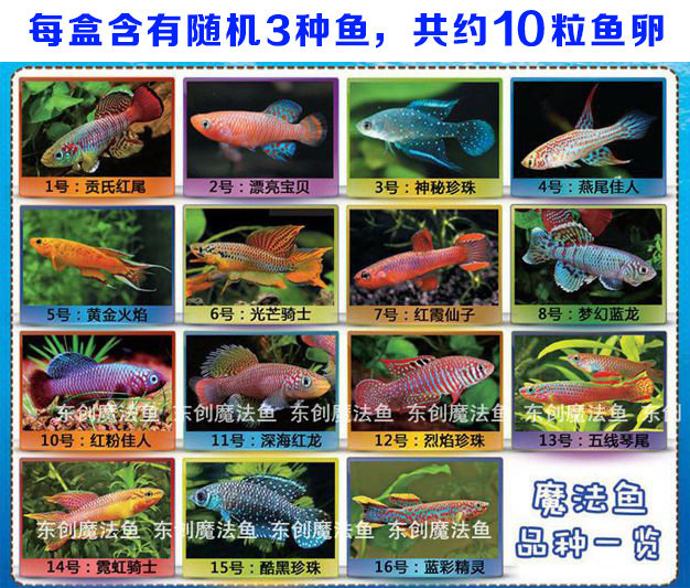 包邮 正品魔法鳉鱼 奇妙鱼 太空鱼卵 土里长出鱼 土 水=鱼卵抖音