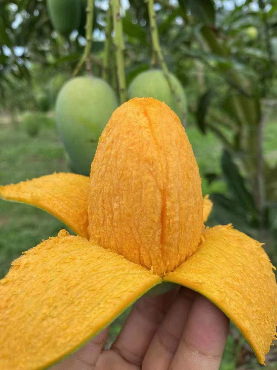 海南昌江鸡蛋芒椰香芒5斤顺丰陆运芒果