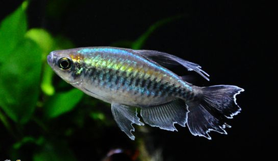 刚果小型热带观赏鱼非洲进口美人鱼活体扯旗旗鱼鱼