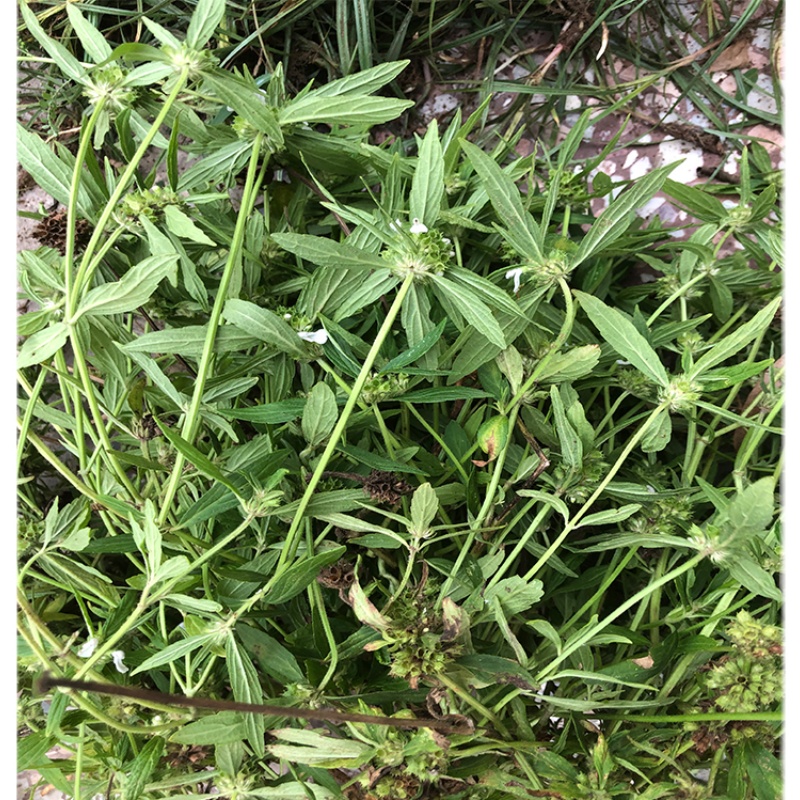 采自蜂窝半夜花草绉面防风蜜蜂拂风500g包邮其他药食同源食品