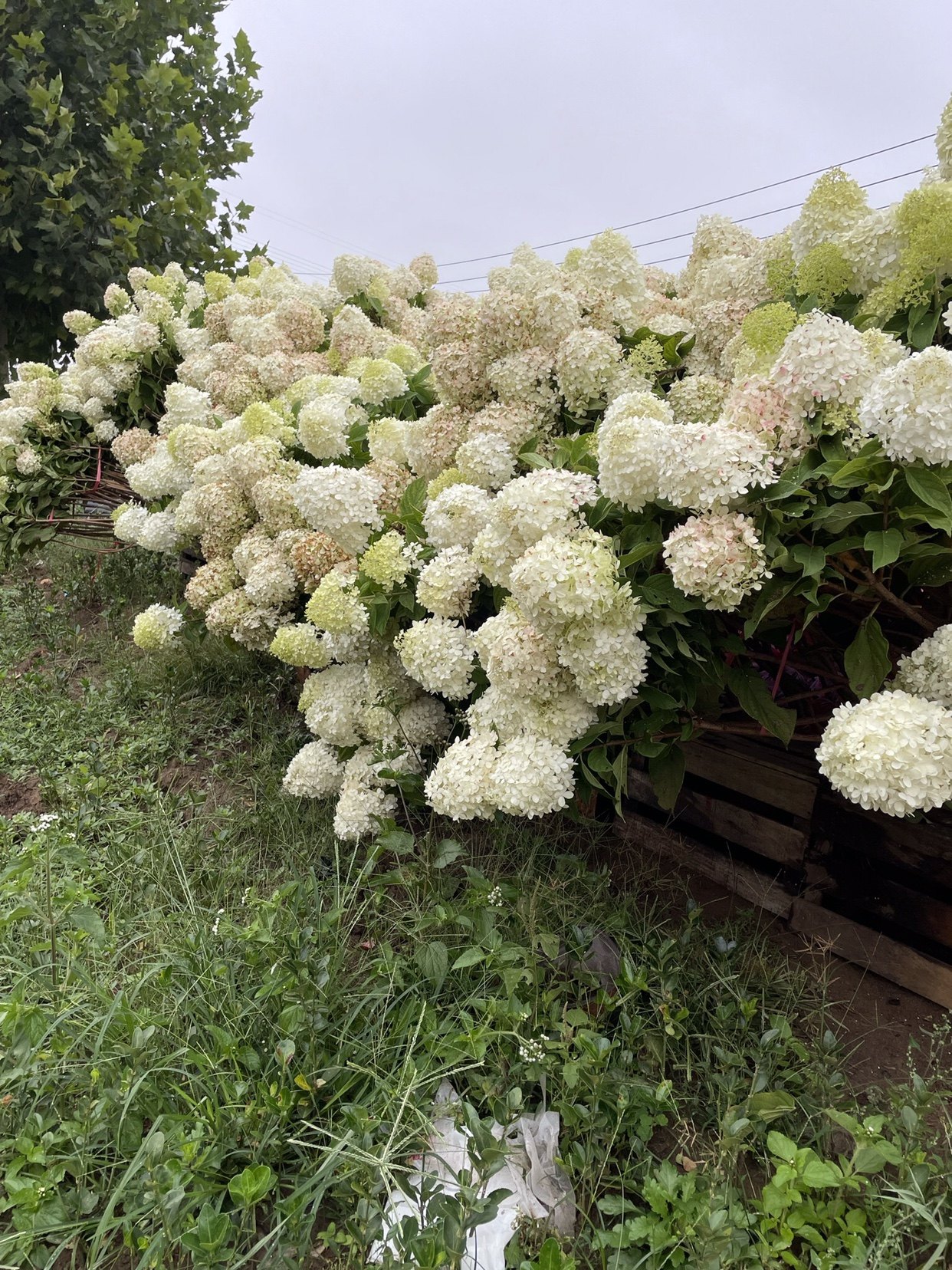 进口圆锥绣球棒棒糖石灰灯耐耐寒耐热季节开花时令草本花卉