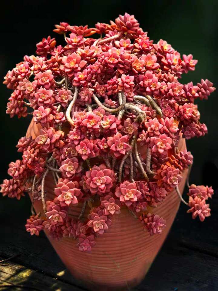 花魁多肉植物姬胧月紫红色老桩新手四季耐养肉肉多肉植物