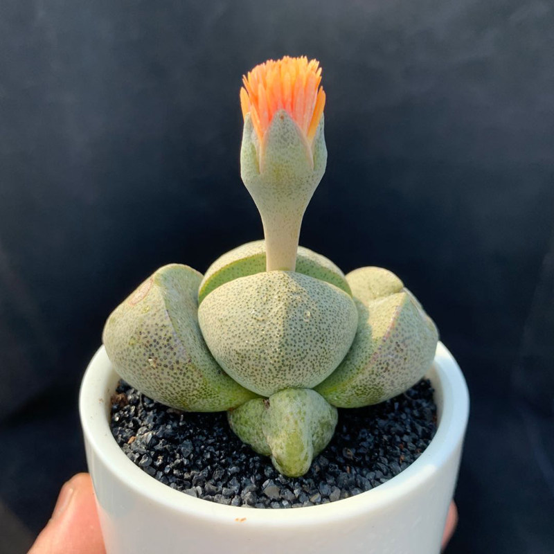 多肉植物帝玉四季开花花苞新手好养室内花卉多肉植物