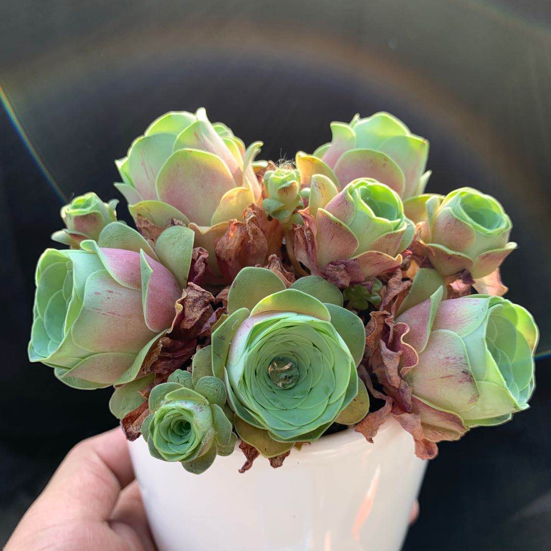 包邮山地玫瑰血樱粉边多头酒杯稀有有多植物多肉植物