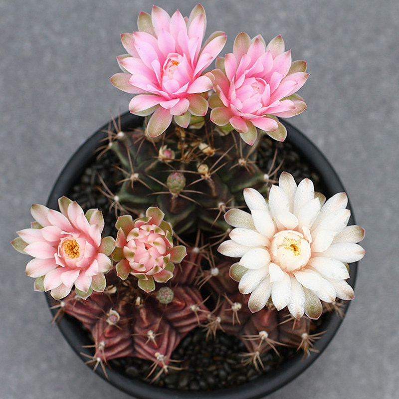 包邮开花仙人瑞云牡丹超多花苞发货稀有花卉多肉植物