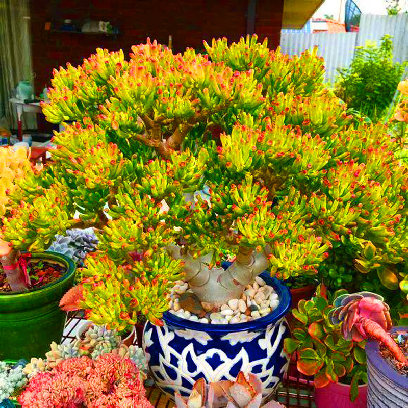 巨大粉红色吸财树老桩稀有办公办公室室内多肉植物多肉植物