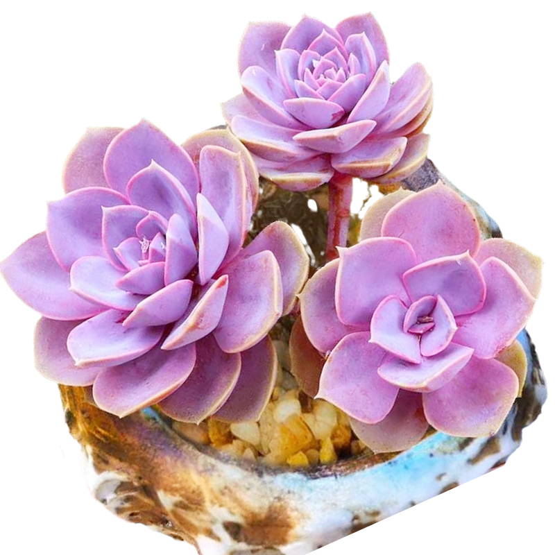 花魁多肉植物纽伦堡紫丁香新款紫色大盆萌肉办公室多肉植物