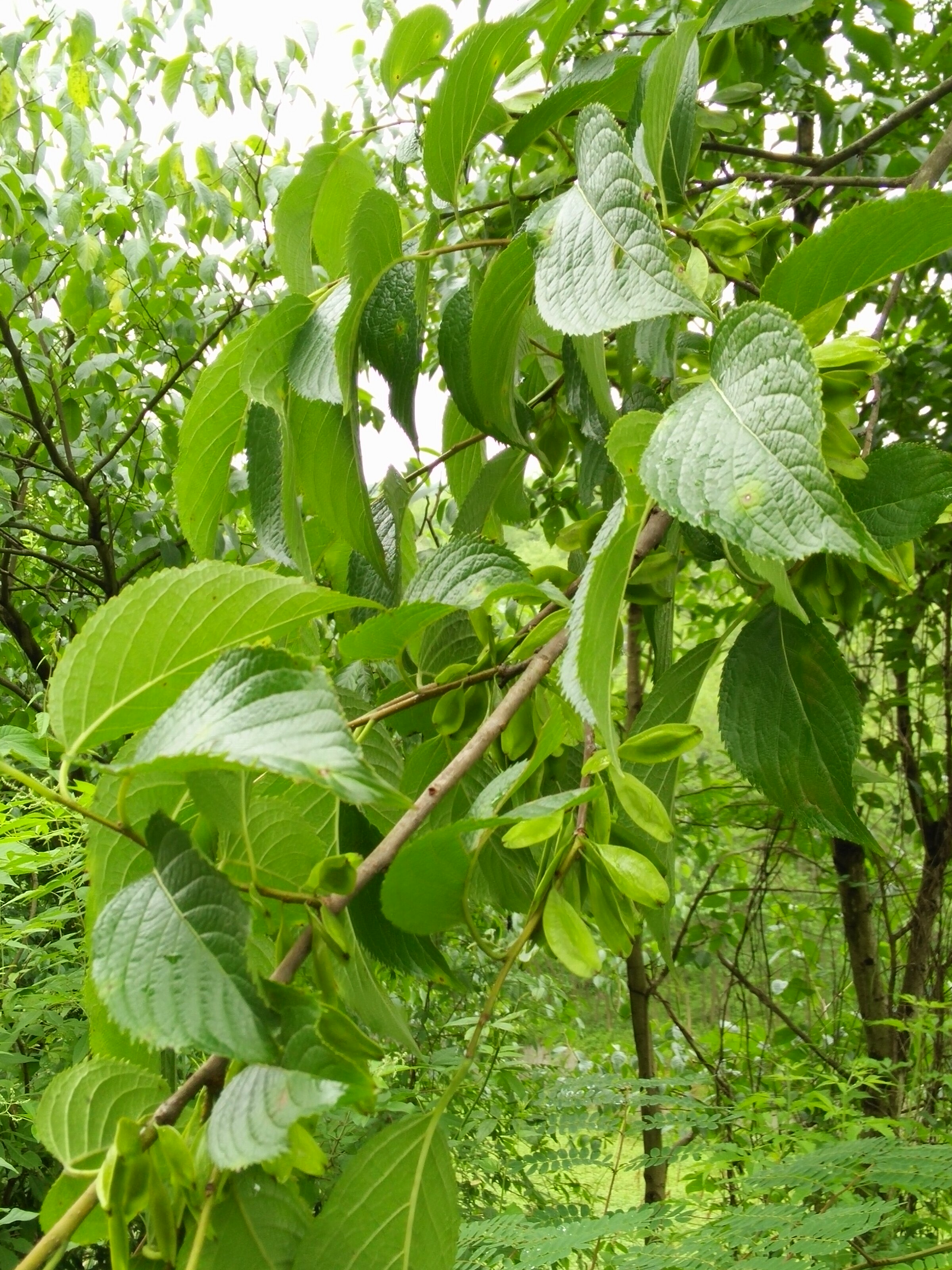 杜仲山中250克包邮买直销中宝厂家茶厂嫩叶张家界养生茶