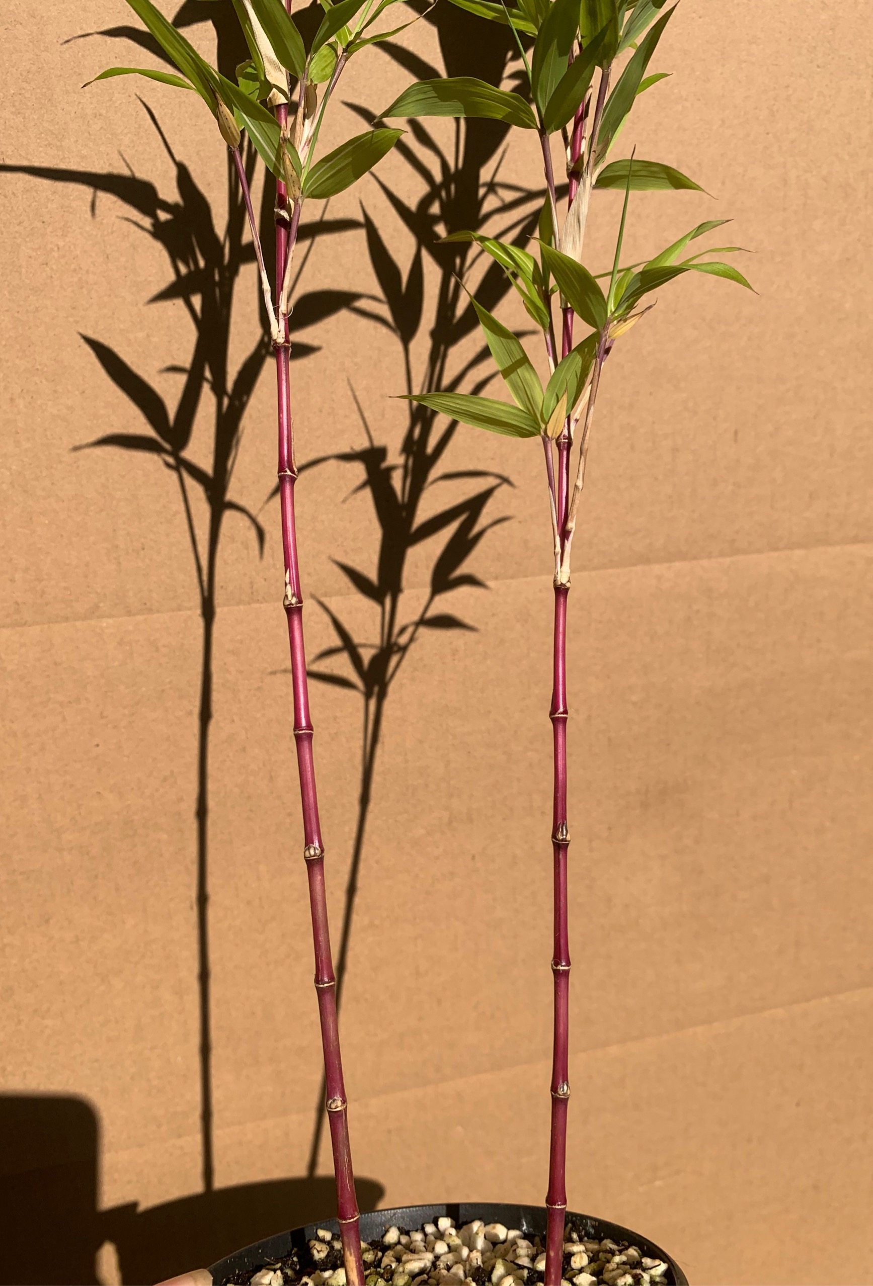 日本朱竹红竹红寒竹花叶寒竹绿植盆栽书房迷你桌面竹子有竹鞭