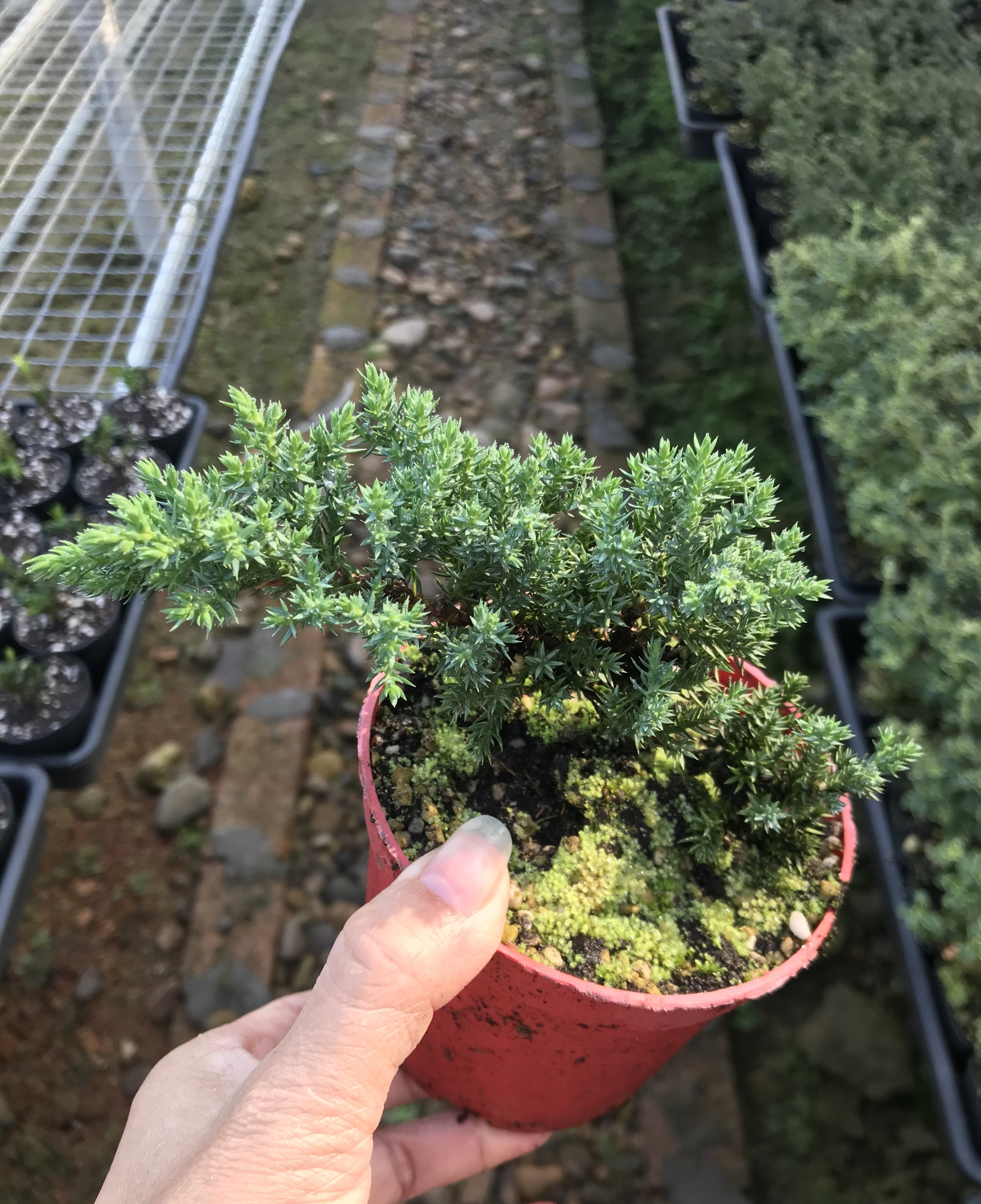 新西兰珍珠盆景植物室内迎客松真树绿植盆栽绿植