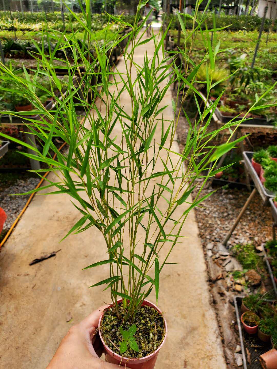风竹绿植轴力微型迷你竹子澳洲斑入绿植