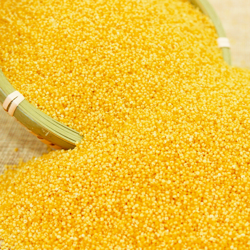 首页 下载app                          朝阳小米黄金苗小米新小米