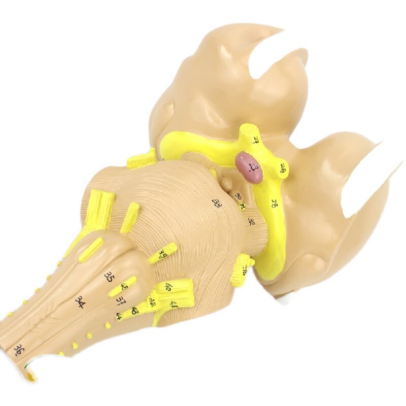 大脑丘脑enovo颐诺脑干间脑核团模型人体解剖其他模型玩具