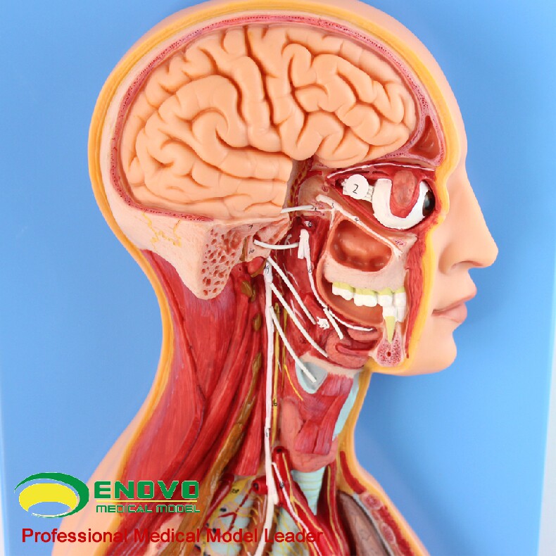 神经系统enovo颐诺人体医学交感模型自主植物性神经其他模型玩具
