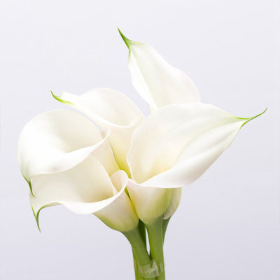 白色黄色橙色粉色马蹄莲鲜花海芋花云南基地直发家居真花束水养