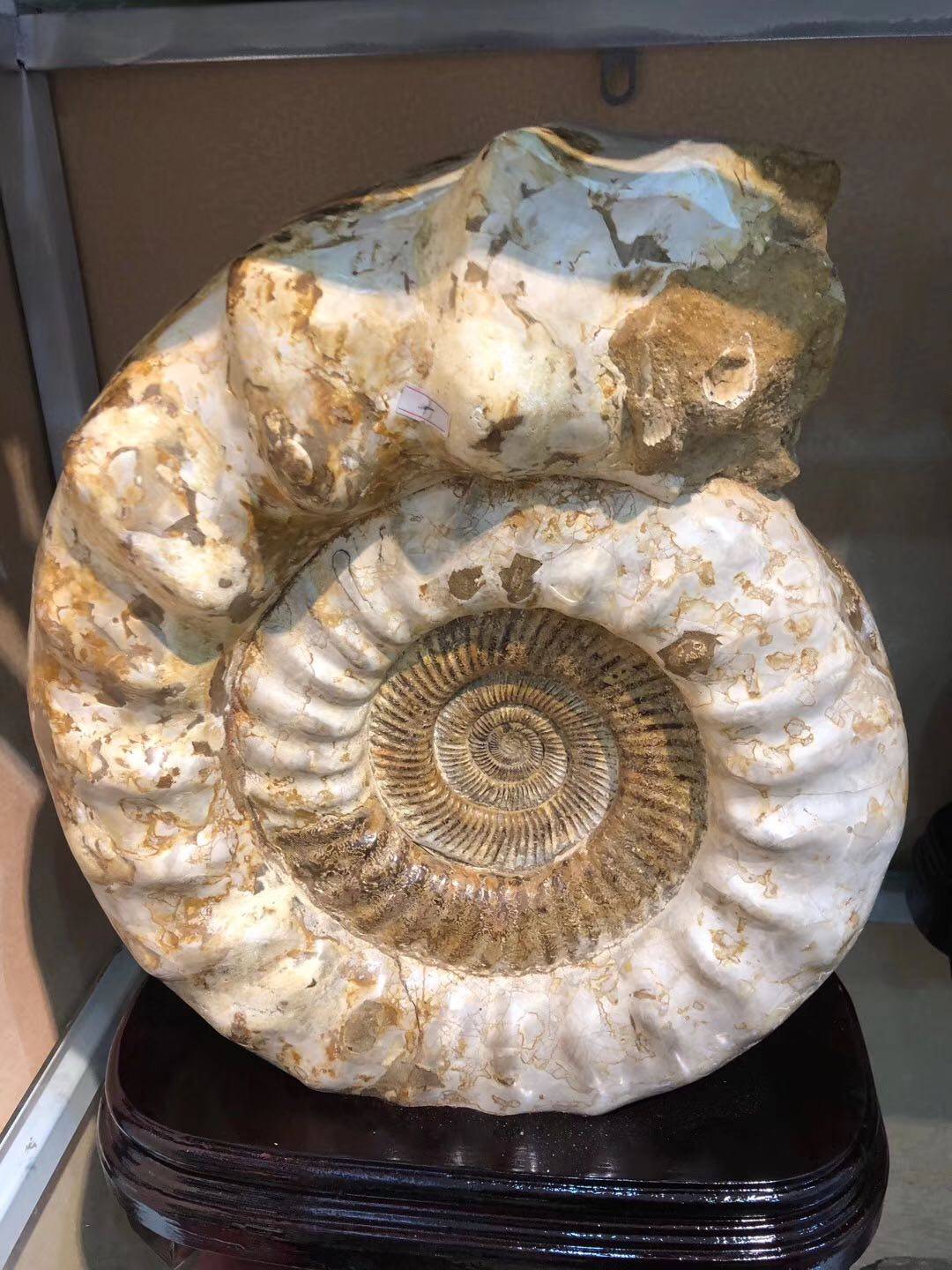 化石菊石古生物摆件马岛螺大白皮加座50cm334公斤摆件