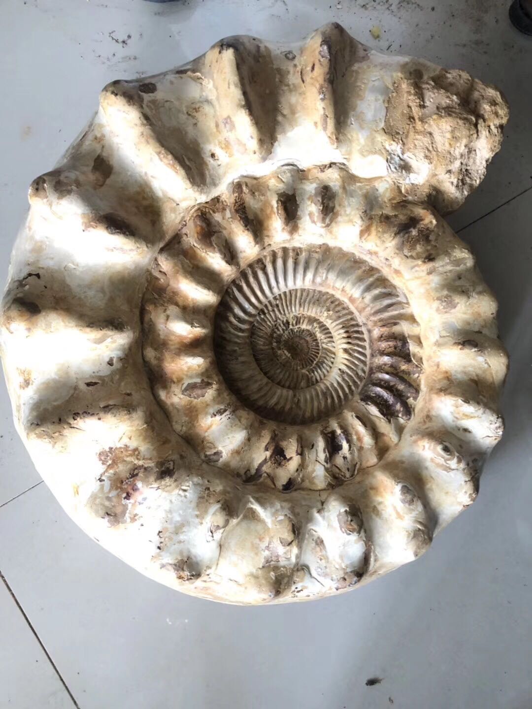 化石罕见白螺古生物马达加斯菊石50x40cm34公斤摆件