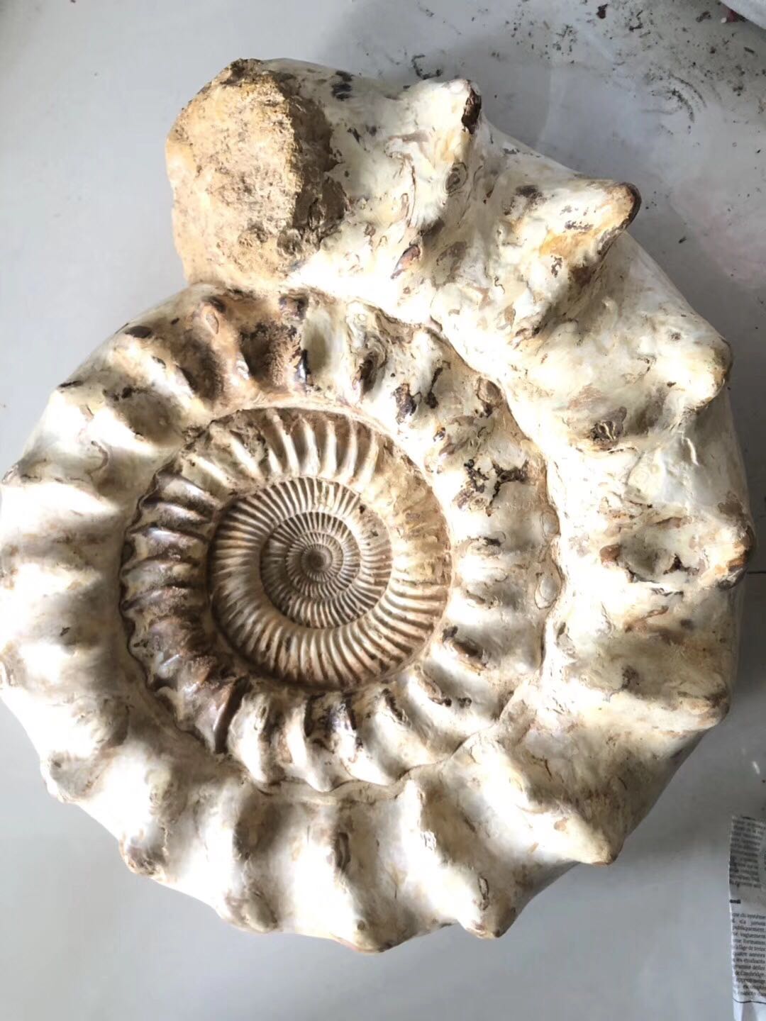 化石罕见白螺古生物马达加斯菊石50x40cm34公斤摆件