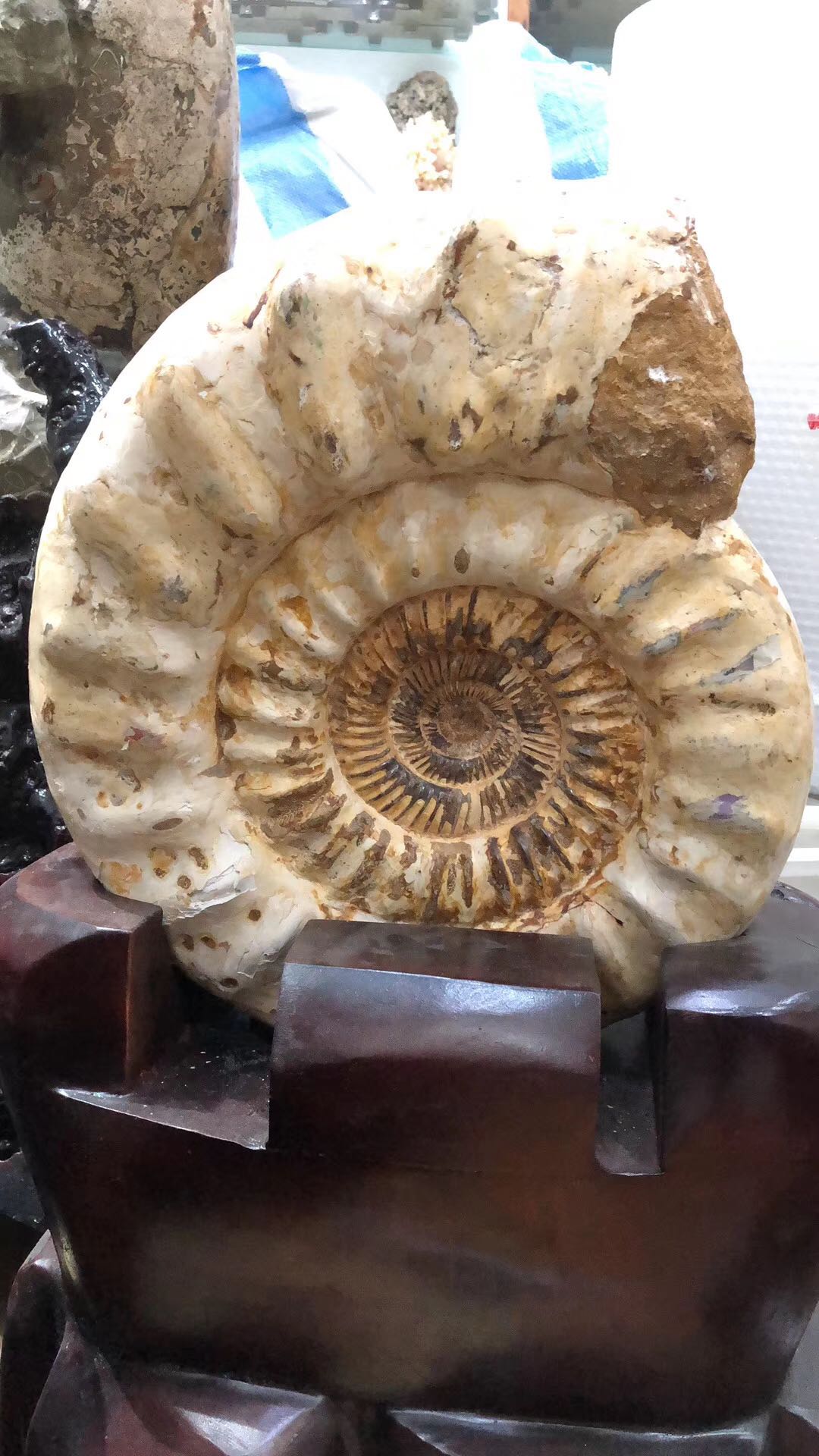 古生物化石标本马达加斯加白菊石摆件底座加座摆件