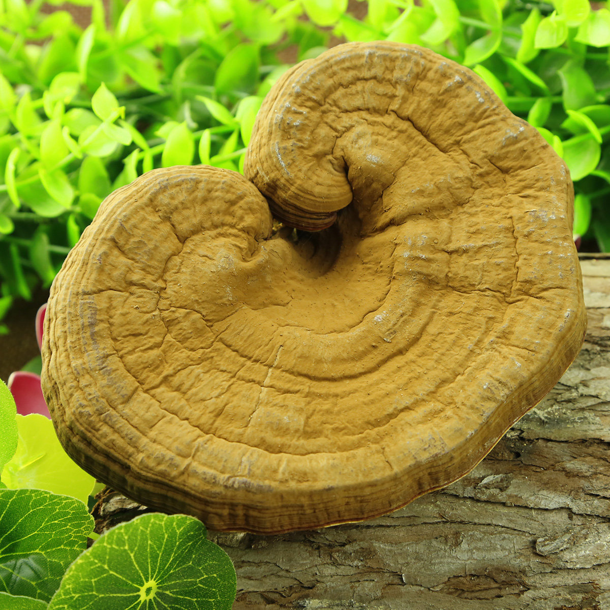 灵芝林中宝煲汤切片250g袋装长白山特产赤灵整朵灵芝片