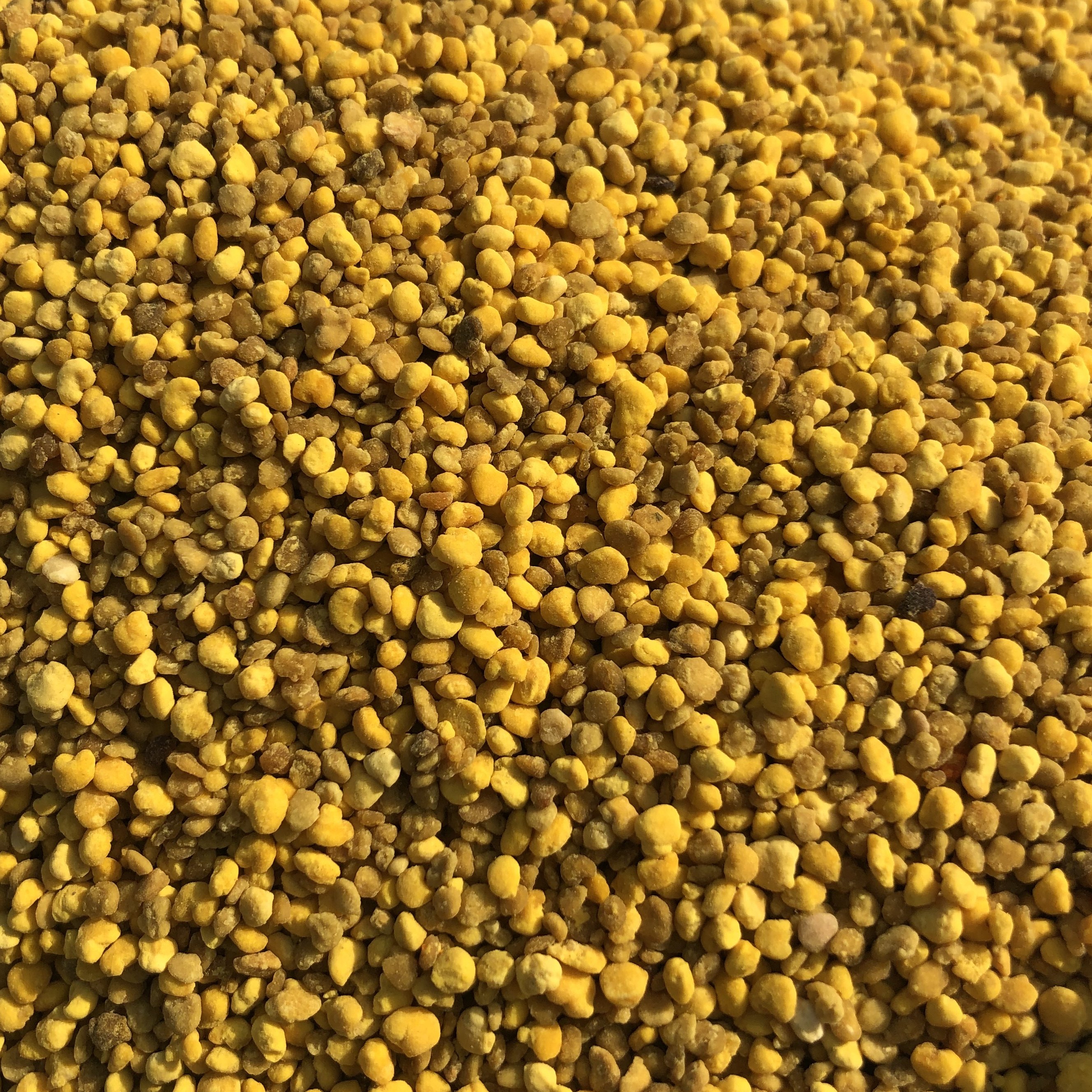 玉米花粉杂花粉喂蜂花粉自然晒干无需发酵消毒直接泡水饲喂