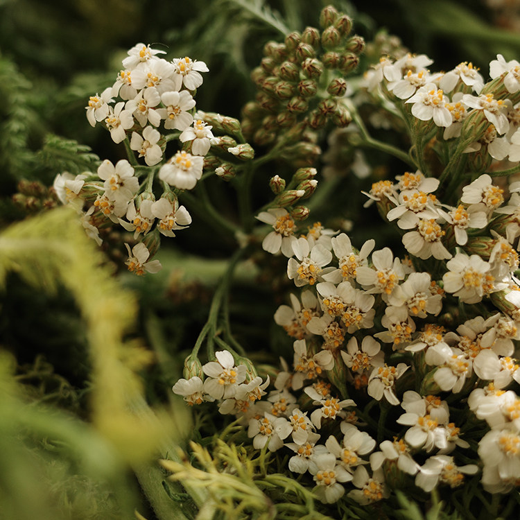 四月april纯铜蒸馏西洋蓍草纯露250ml闭口粉刺纯露