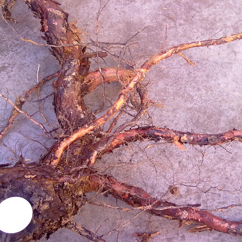 新鲜小金樱根野月季根月季花根野生蔷薇鲜月季根蔷薇花根小金樱根