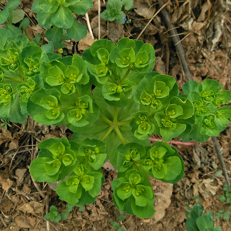 红眼猫草药图片图片