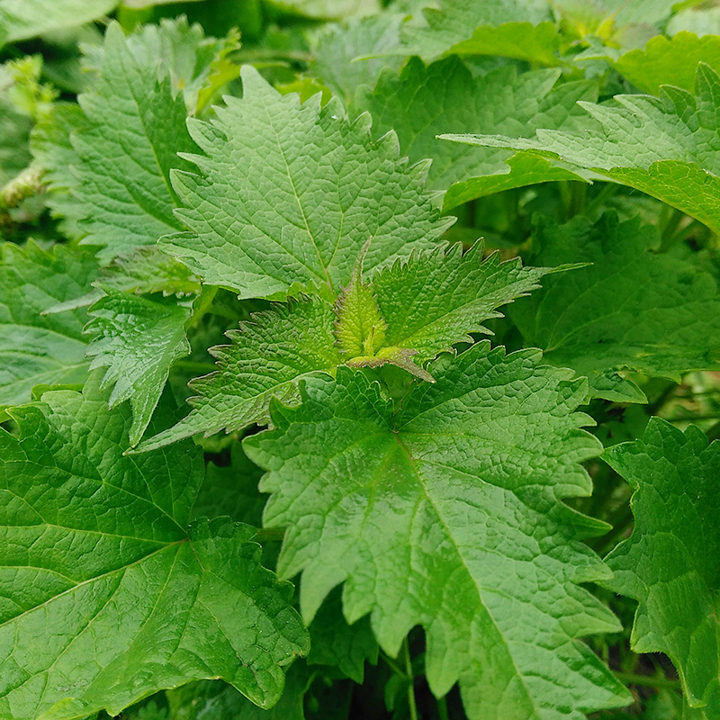 新鲜藿香叶80后荷香叶鱼香叶蒸蛋煎鱼去腥作料五香叶茶500克包邮