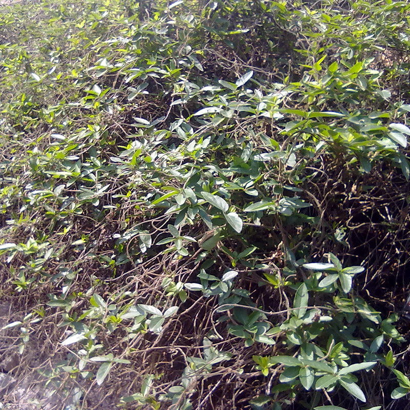 新鲜金银花藤野生现采忍冬藤可治宝宝皮肤问题宝宝洗澡草药浴包邮