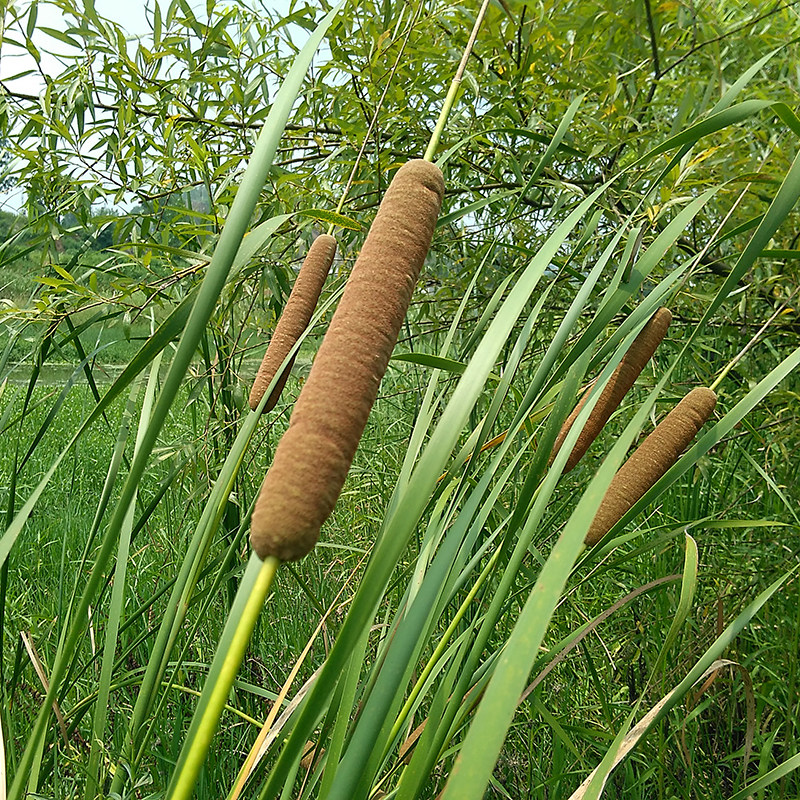 野生新鲜现采蒲棒药材蒲包草鬼蜡烛蒲棰蒲厘蒲槌毛水蜡烛实棒槌草
