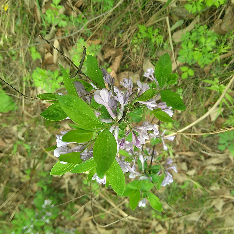 新鲜野生黄大戟蜀桑芫花根头痛花树根闷头花金腰带铁牛皮干芫花