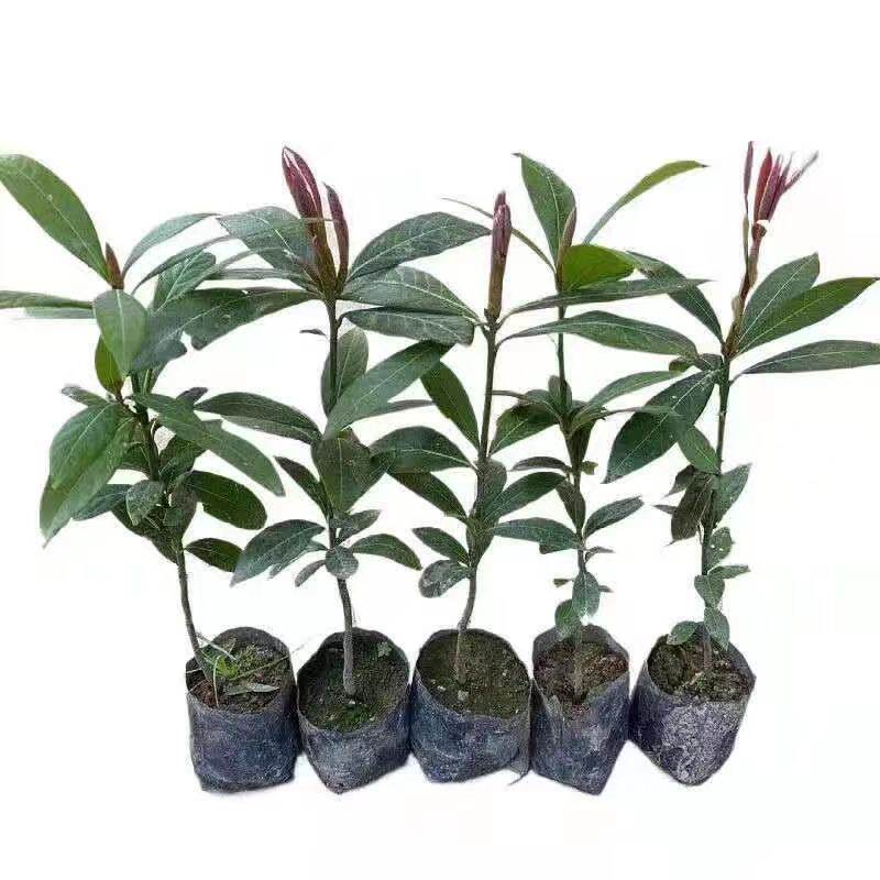 金丝楠木树苗正宗四川稀有名贵小叶桢楠小树苗行道树