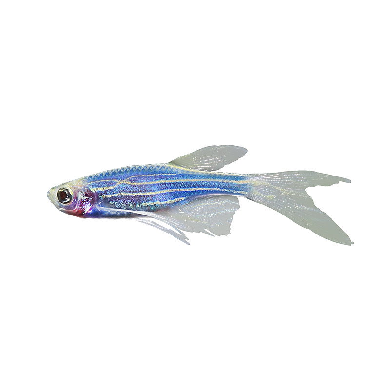 斑马小型热带观赏鱼活体长尾蝶翼鱼灯科荧光红斑鱼