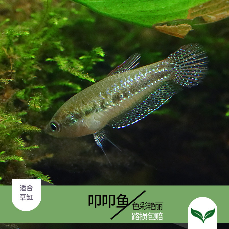 丽丽扣扣mini七巧迷你叩叩越南泰国进口原生鱼